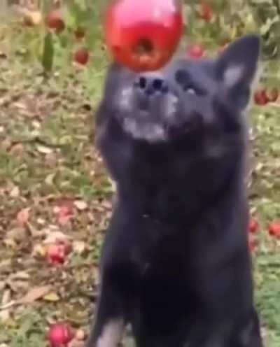 Bonk