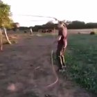 Cowboy