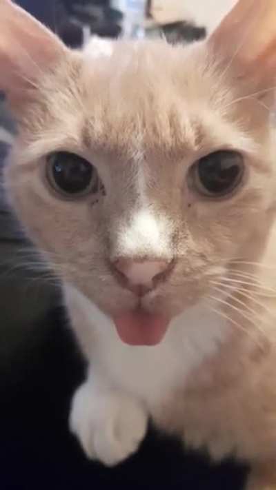 [OC] My sweet orange boy is missing some teeth so his little tongue hangs out sometimes
