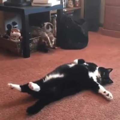 Paint me like one of those French felines