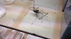 Euphrynichus Amanica: The terrible finger eating spider beast