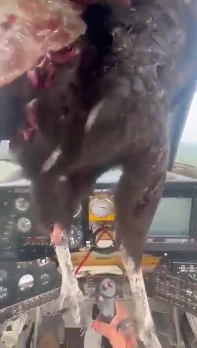 Ariel Valiente kept his cool after a giant bird smashed into his cockpit mid-flight. He still managed to safely land the plane.