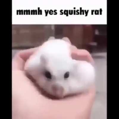 Here have a rat.