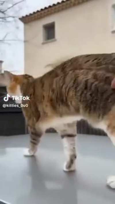 Last meow is *loud*