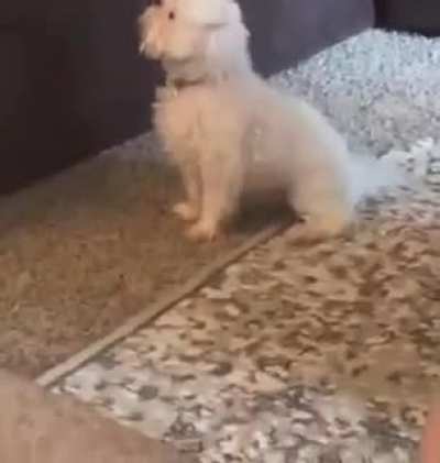 Doggo does a yell