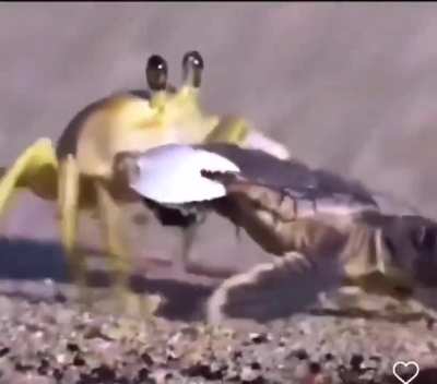 It's illegal to help baby sea turtles escape predators if u don't have a permit. If you see this happening before your eyes, are you interfering or respect the natural order of things ?