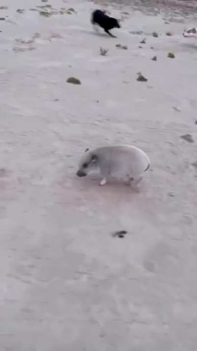Piggy piggy