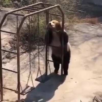 Панда отрыв<wbr>ается и бесится от души