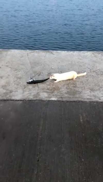 White ferret really wants that mackerel!