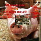 Haram e girl dance