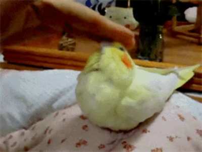 Birbs