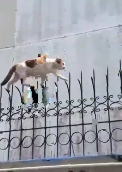High level cats