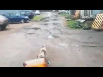 DOGGO