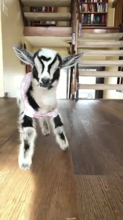 Here's to a new beginning for baby Amanda! 🥰 At only two weeks old this little one has a bright future ahead of her at Rancho Relaxo Farm Sanctuary.