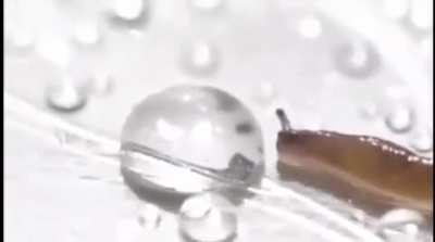 Slug gets a drink…