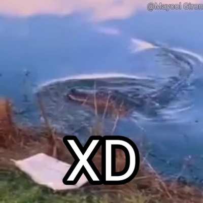 XD