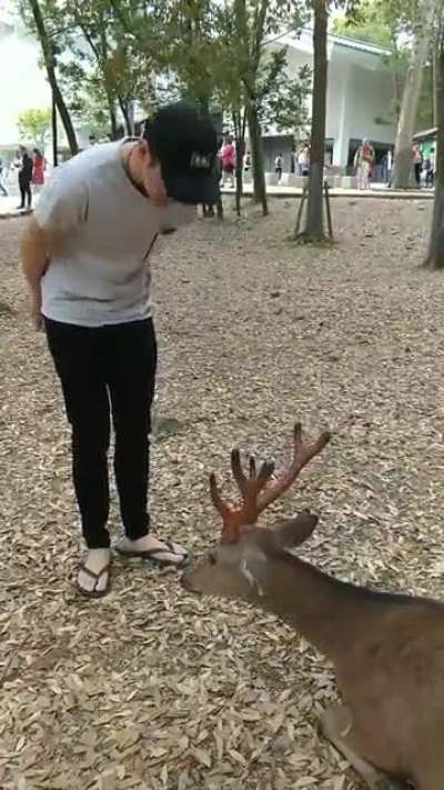 [OC] bowing to deer at nara park in japan