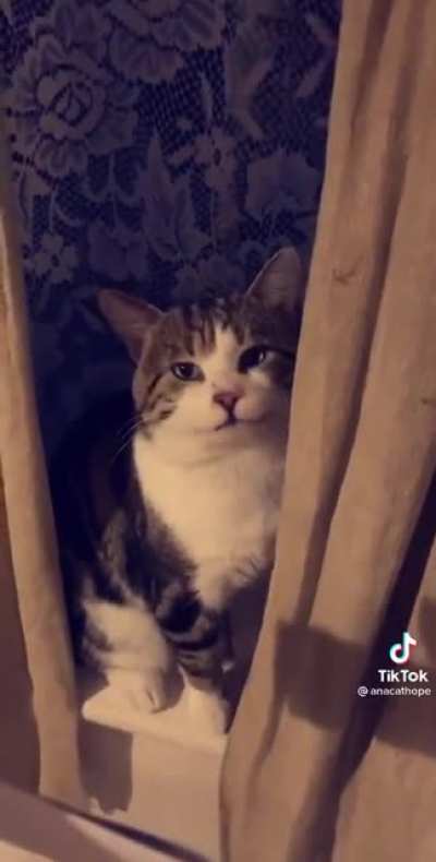 Meow.