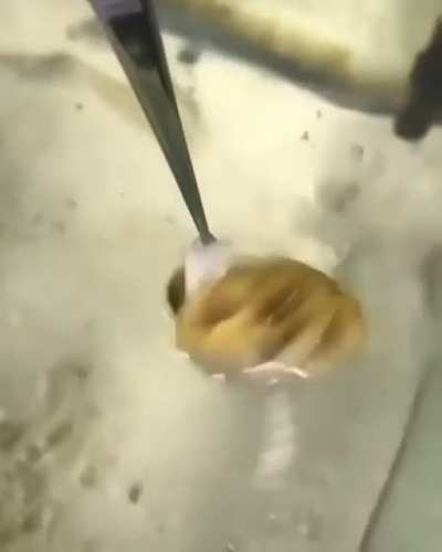 Fishy