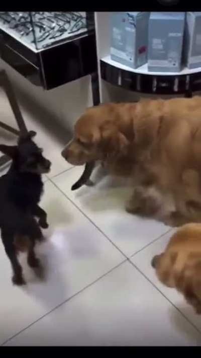 startled cat saved from malicious dog by good law abiding dogs