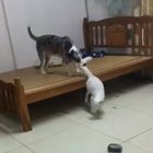 Dog being a jerk