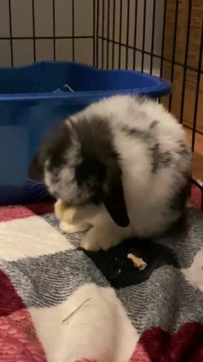 Meet Momo. Here’s a cute vid of him cleaning his ears 🥺