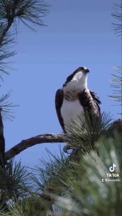 Found some Ospreys in Arizona