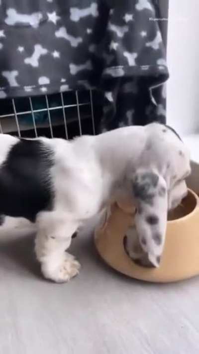 Those ears!!!