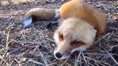 Perfectly cut fox