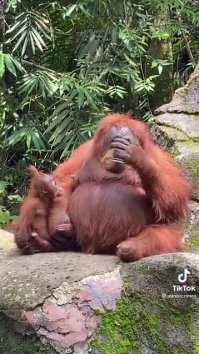 The smartest monkey