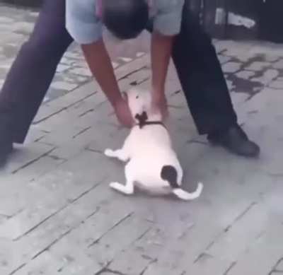 Wholesome Doggo