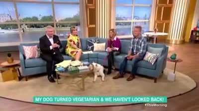 Vegan dog