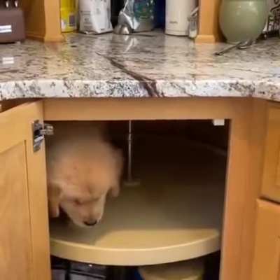 Puppy treadmill