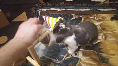 Holly Using Her DIY Food Feeder