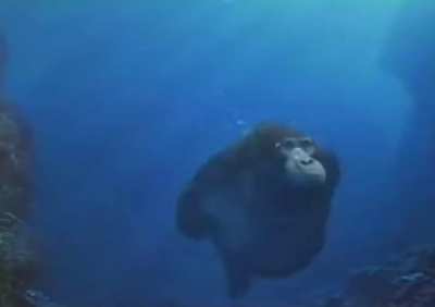 Reject humanity return to sea