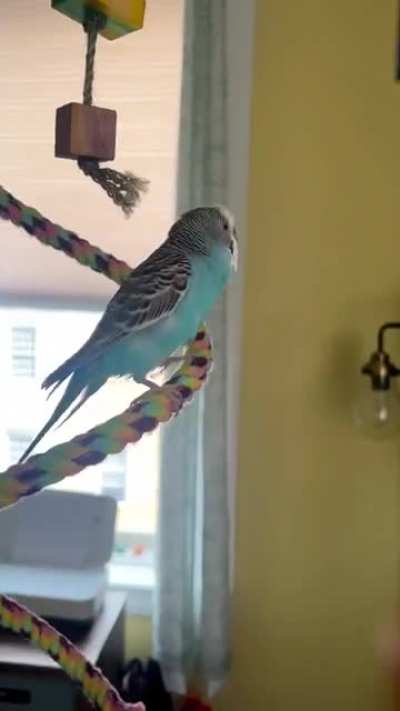 BouncyBirb