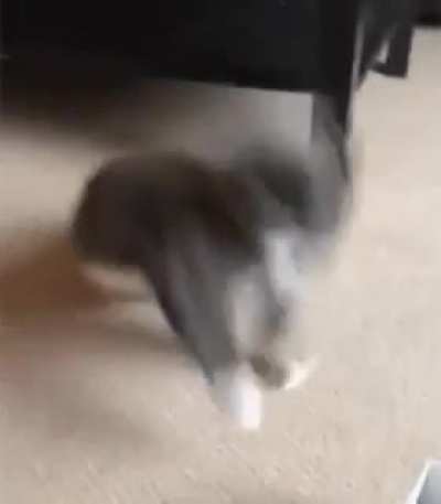 Startled kitty jumps into action