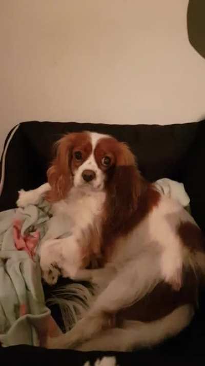 My dog doesn't like to go for a walk