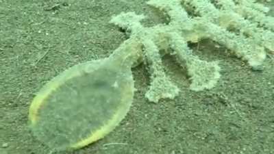 This creature on Indonesian sea floor
