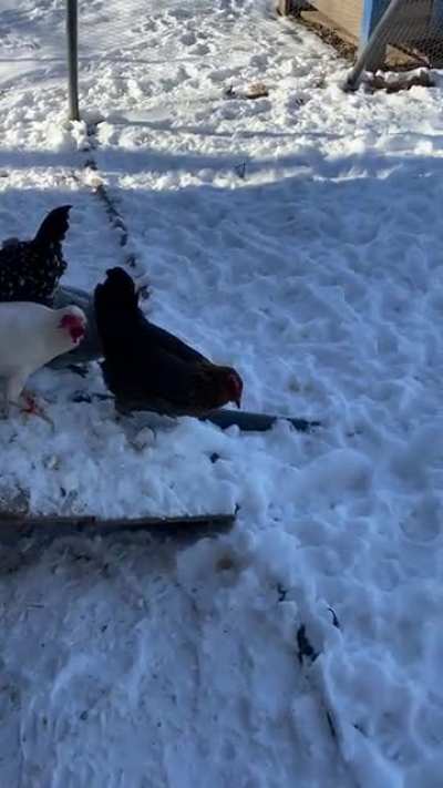 another video from yesterday’s “the snow is lava” drama