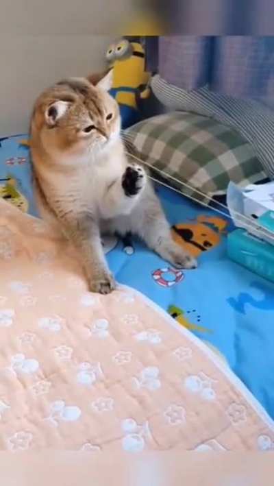 Kitty playing a dangerous game