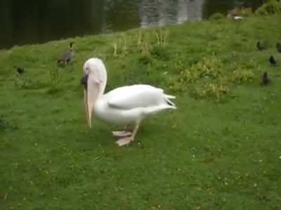 Pelican eats a pigeon