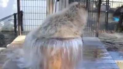 Ванна для копиб<wbr>ары