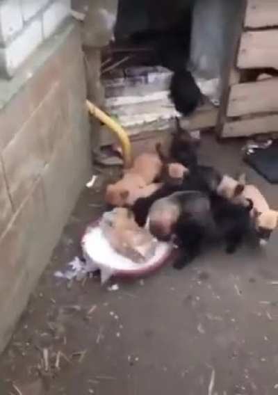 Aww