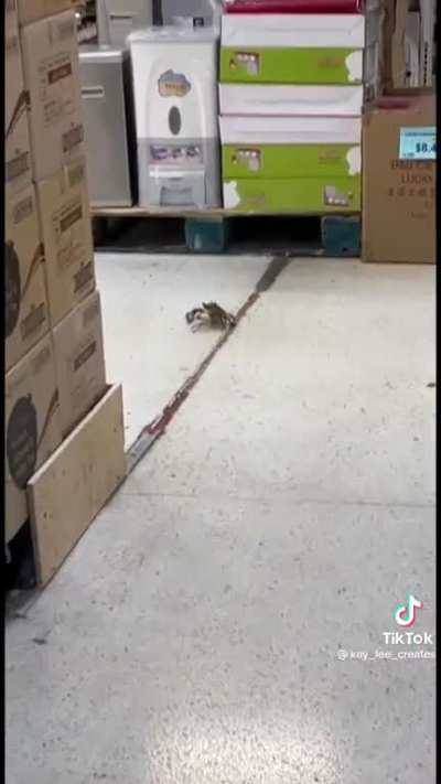 Just Another Normal Day