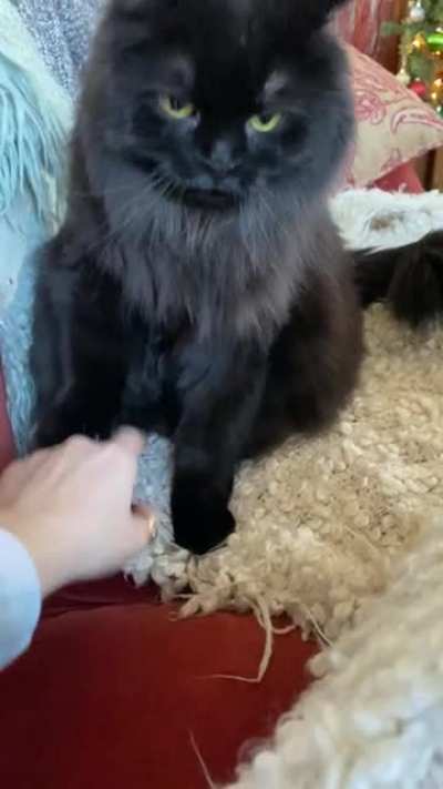 To pet the cat