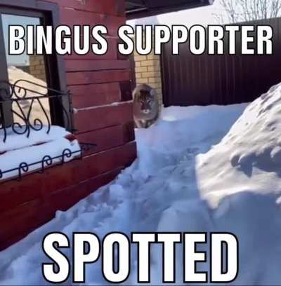 :3 v4