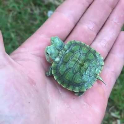 🔥Two-Headed Turtle
