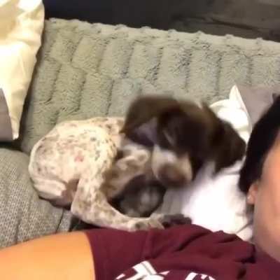 Puppy Finds Its Comfy Spot