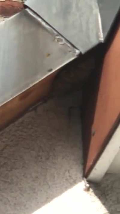 Kennt sich jemand mit Wespen aus? Meine Feldwespen werden brutal von Gemeinen Wespen angegriffen, ich will ihnen zu Hilfe kommen, aber wie?